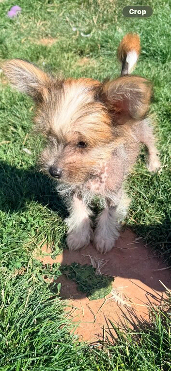 Chinese crested x chihuahua puppies