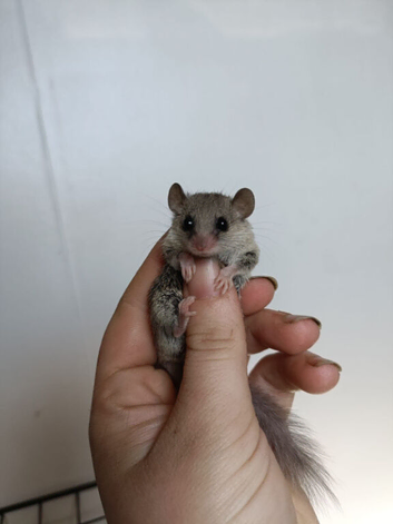 Male African Pygmy Dormouse