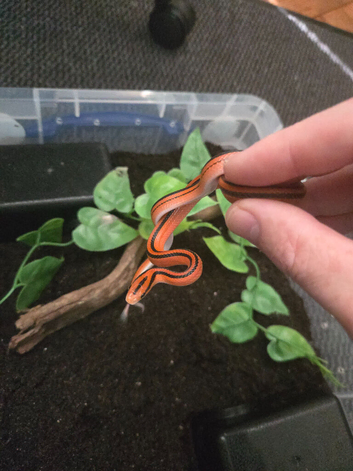 CB25 Female Bamboo Rat Snake (Coxi)