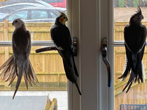 2 cockatiels