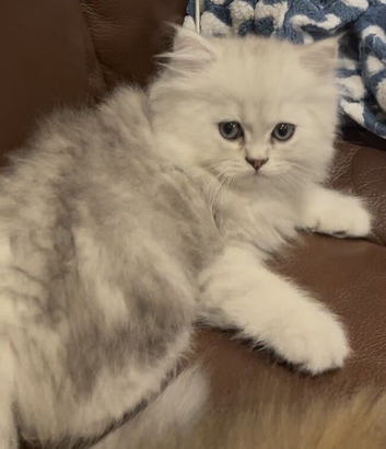 Gccf registered Persian chinchilla male