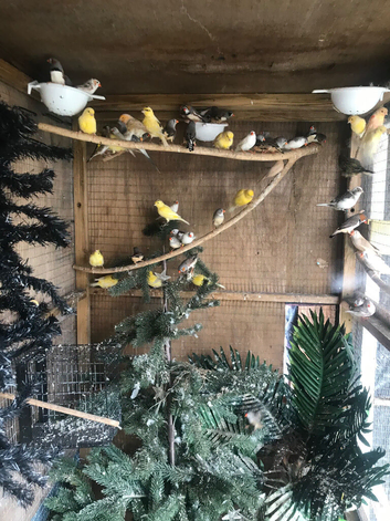 A lot of finches and canaries