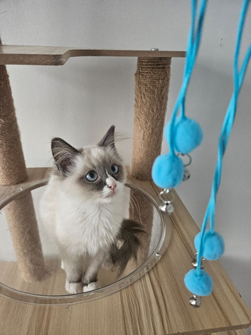 TICA Ragdoll BOYS HCM,PKD Certyficate Ready to pick up naw.:)