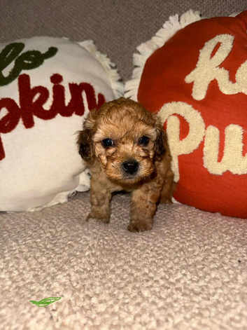 Maltipoo puppies