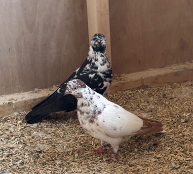 Pigeons for sale