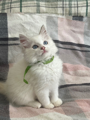 Gorgeous ragdoll kittens