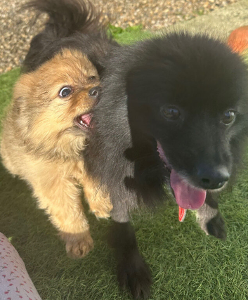 Two beautiful girl puppies