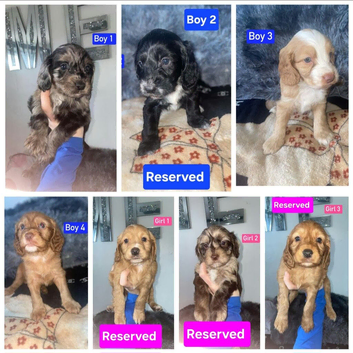 x3 Boys Available - Cockapoo Puppies
