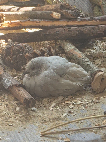 2 male silver painted quail