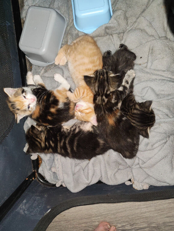 5 Kittens for sale male and female