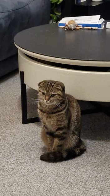 Scottish-Fold/Mixed breed Kittens!