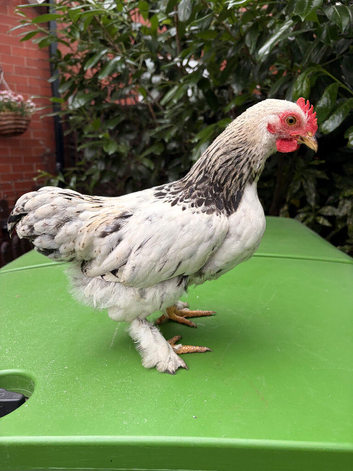 Rockin Cockerel Looking for new pastures