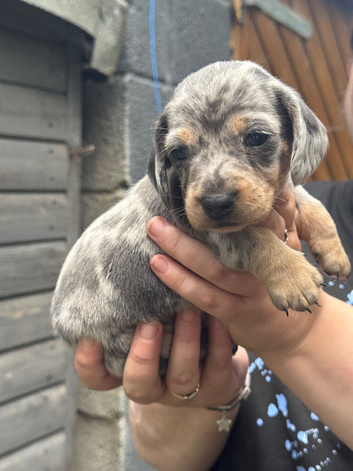 Miniature dachshunds