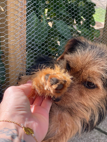Yorkshire terrier x Jack Russell