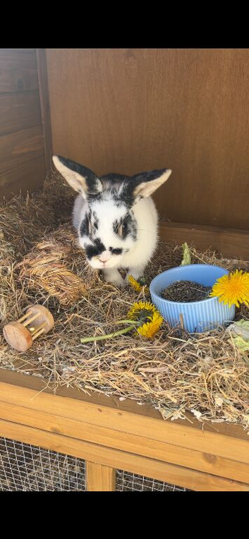 Dwarf lop female