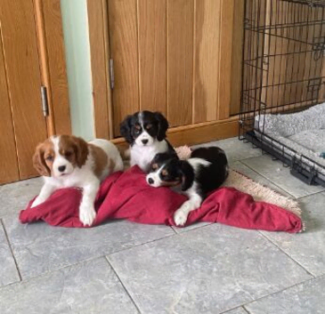 BEAUTIFUL BLENHEIM CAVALIER KING CHARLES SPANIEL TREASURES
