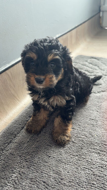 Cockapoo puppy