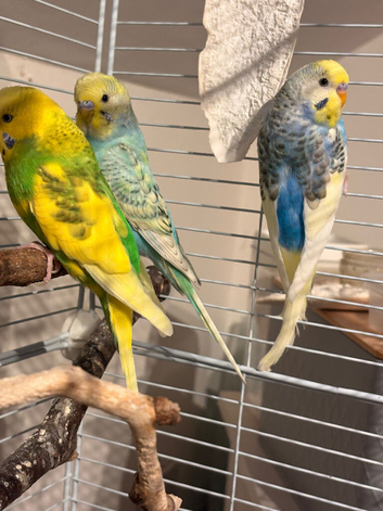 Male budgies for sale