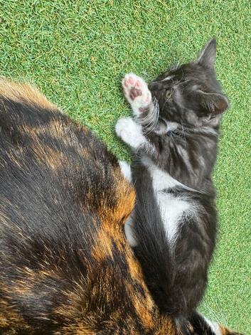 Gorgeous kittens