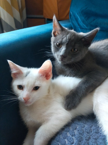 2 beautiful cats looking for rehoming