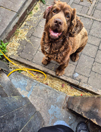 Cocker spaniel