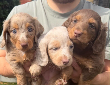 Two female miniature longhaired dachshunds