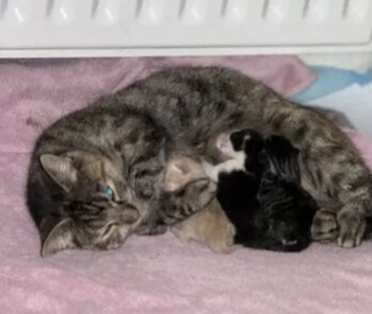 Female kittens ready now