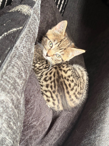 2 kittens for sale both female