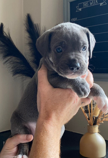 Cane Corso X Staff Puppies