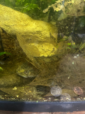 Snakehead (can trade or lower price)