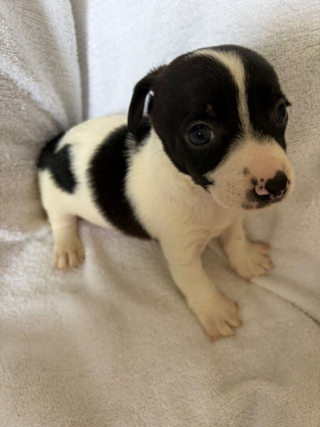 Jack Russell puppies