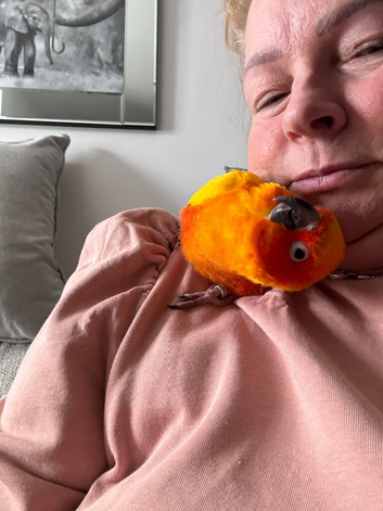 Sun Conure & Rosella