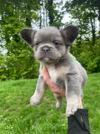 Gorgeous French bulldog pups