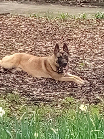 B8g GSD X