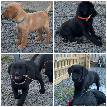 KC registered working Labrador puppies fox red and black