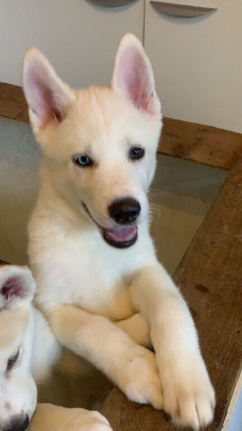 2 puppys for sale!!
