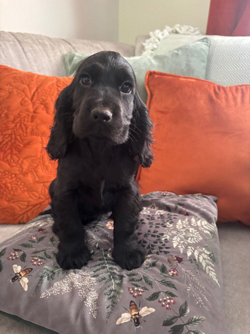 Show type cocker spaniels