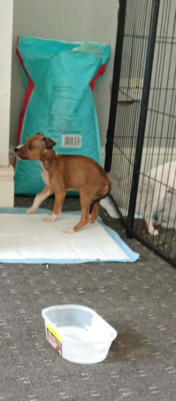 Learcher staff puppies