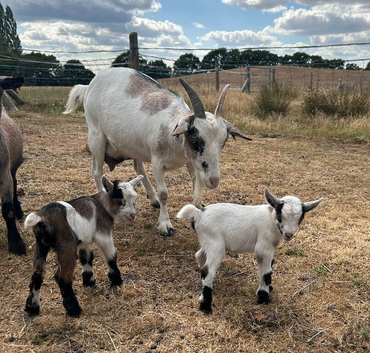 Pygmy goat and twin kids