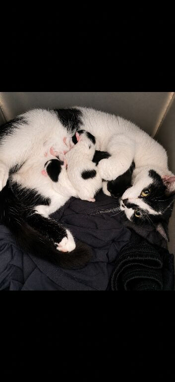 3 kittens for sale