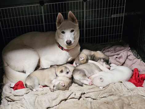 Husky pups looking for forever homes