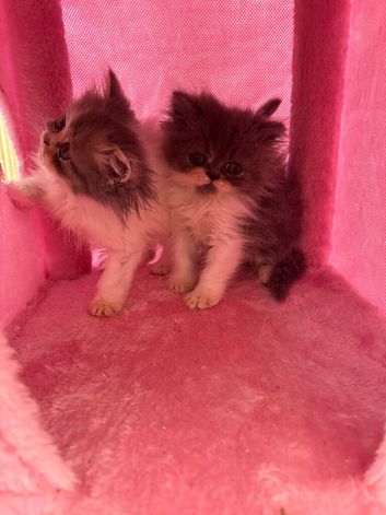 Persian kittens