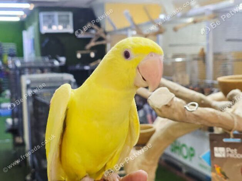 Lutino Alexandrine Baby hand reared,9