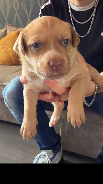 Staffy cross German Shepard