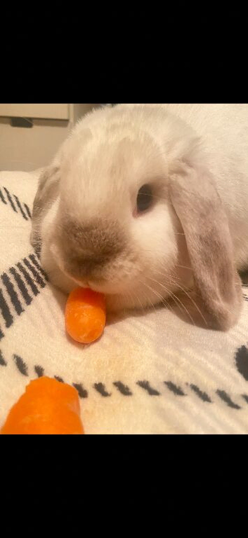 2 mini lops