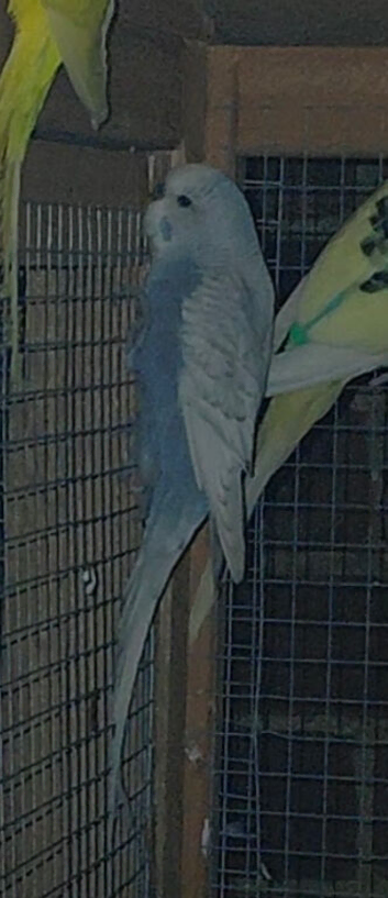 Budgies