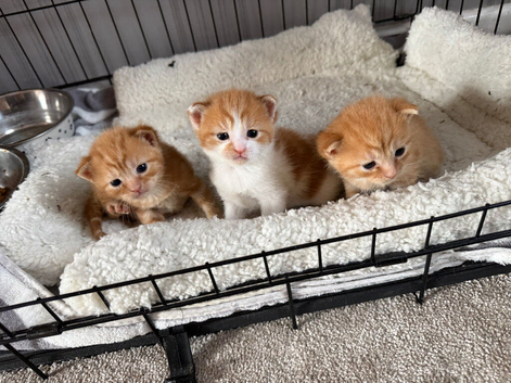 3 ginger kittens for sale