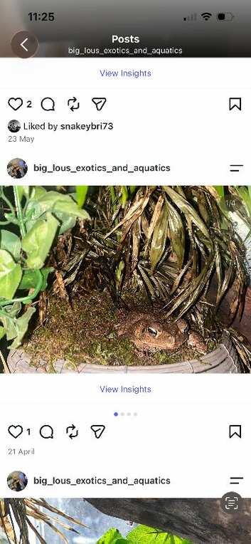 Toads for sale