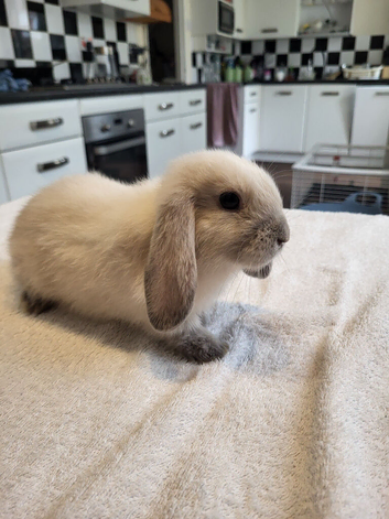 Beautiful Mini lop looking good a home