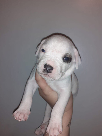 Champion Johnson American Bulldog Puppies due Autumn